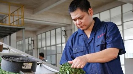 工匠汇·2021年广西工匠 | 何海华：一片丹心在茶山