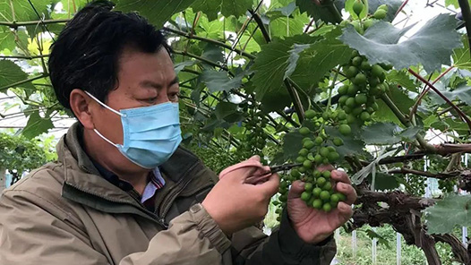 工匠汇�?#32;2021年上海工匠｜卢玉金：坚持科技引领 悉心研究葡萄栽培技�? title=