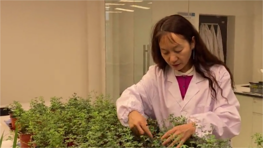 劳模故事·陕西省先进工作者丨毕银丽：为矿区荒滩增添新绿