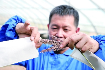 工匠汇�?023年河北大工匠 | 焦宏业：把双腿扎进泥土里的玉米专�? title=