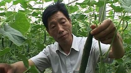 劳模风采·2010年全国劳动模�?#32;| 梅根青：做大蔬菜产业 带着乡亲挣钱