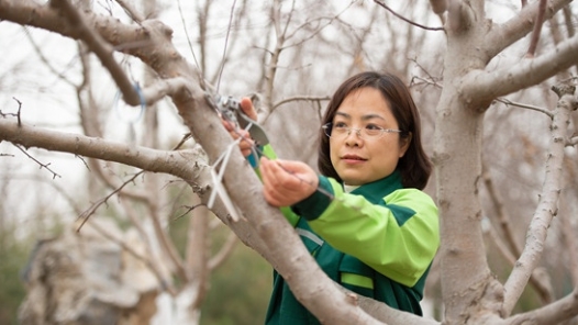 工匠汇·第二届北京大工匠｜周晓杰：扮靓北京的园林巾�? title=