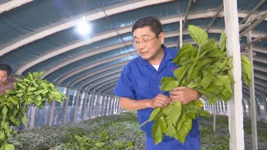 劳模风采·2022年安徽劳模｜赵启华：脱贫致富“领头雁�?#32;乡村振兴“实干家�? title=