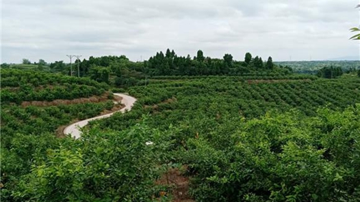 日喀则市桑珠孜区扎实做好春耕备耕工? title=