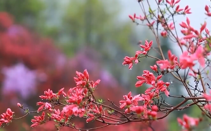 赏春正当时，过敏易发需当心