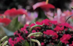 时节之食·清明