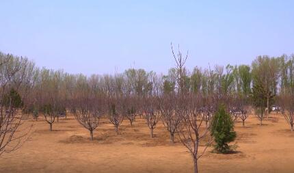 ?视点|习近平:为建设美丽中国增绿添彩 ?视点|习近平:为建设美丽中国增绿添彩