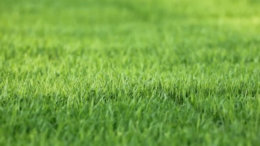 北斗导航、高速插秧……今年春播粮食意向面积超9.5亿亩 北斗导航、高速插秧……今年春播粮食意向面积超9.5亿亩