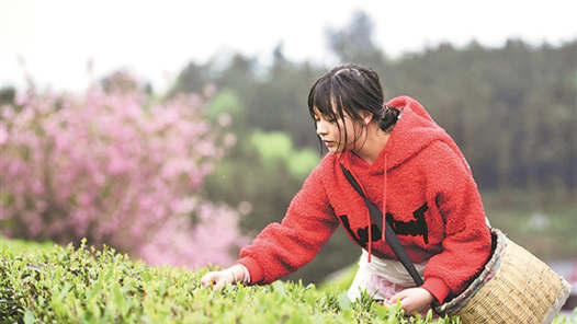 贵州余庆:产茶大县迎来春茶采摘高? title=