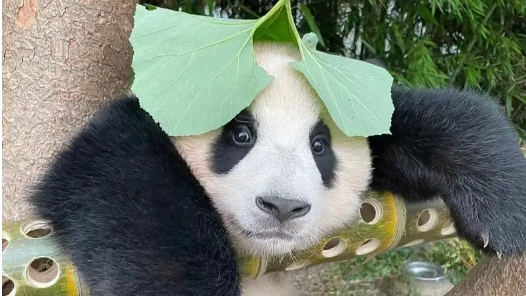 大熊猫“福宝”正在安度隔离期