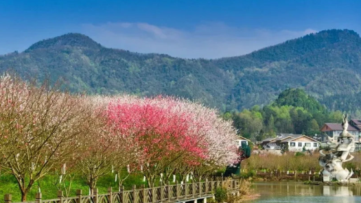 清明时节带你品尝秀色可餐的春花