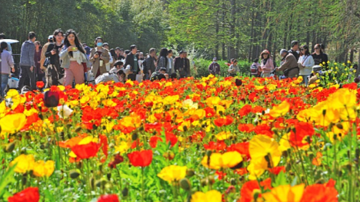 “赏花经济”热度持续攀?#32;清明假期踏青赏花游热度同比增长超7? title=
