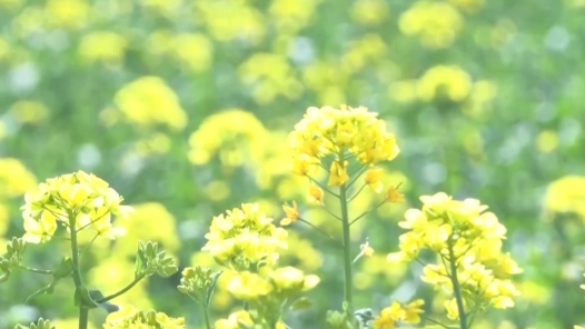 多彩枫叶缀春林、油菜花田荡金波……快到这些地方邂逅春天吧? title=