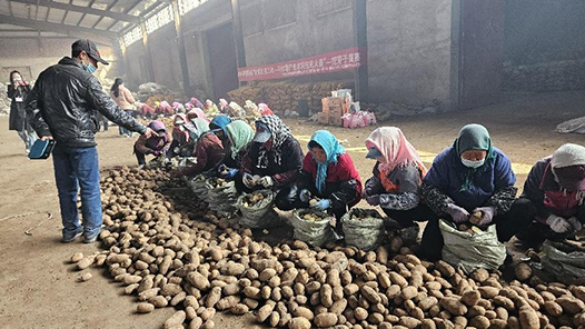 河北省围场满族蒙古族自治县举办马铃薯挖芽子竞? title=