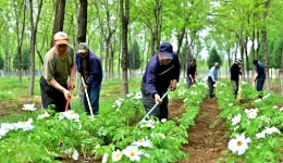 北京平谷做强林下经济，实现一地生多“金”